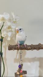 Lost Male Bird last seen Hintz and Wheeling Rd, Wheeling, IL 60090