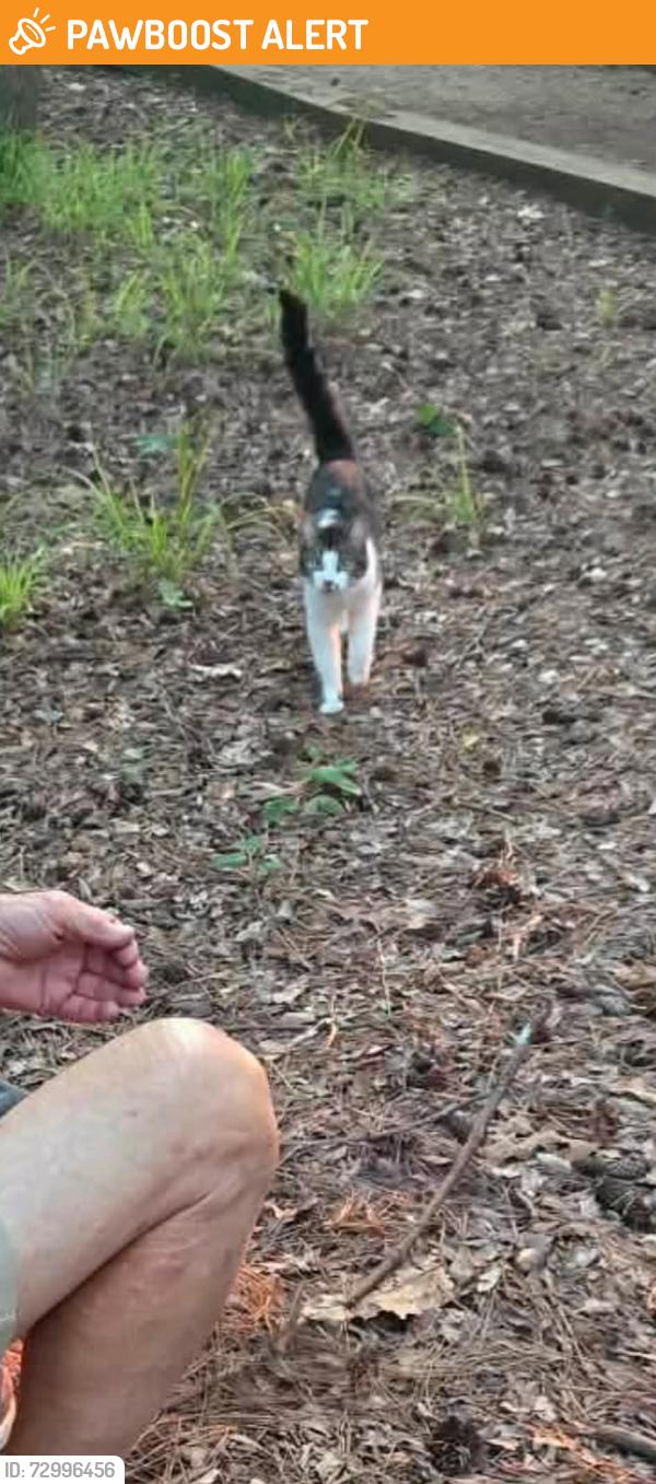 Found/Stray Female Cat last seen Inside Mistletoe State Park Appling GA, Columbia County, GA 30802