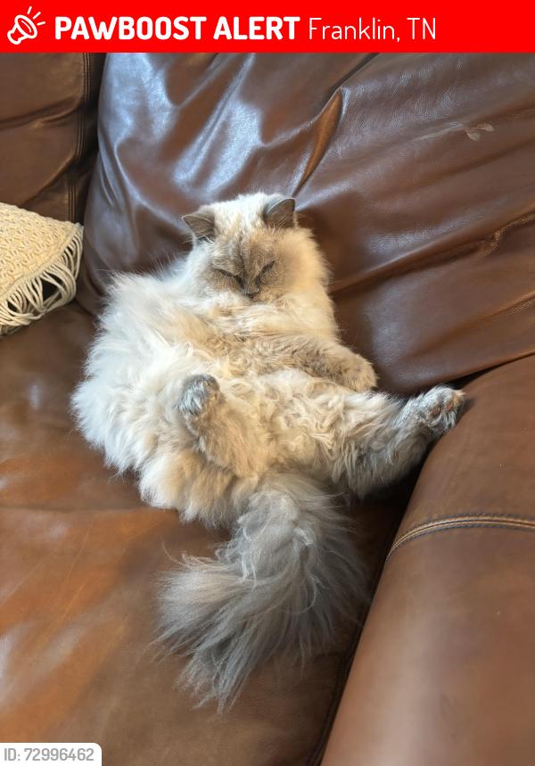 Lost Female Cat last seen Near mainstream dr, Franklin, TN 37064