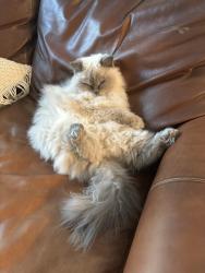 Lost Female Cat last seen Near mainstream dr, Franklin, TN 37064