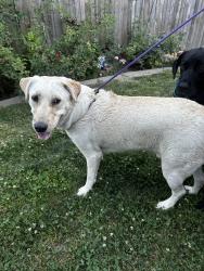 Found/Stray Male Dog last seen Wilson and w 8th, Loveland, CO 80537