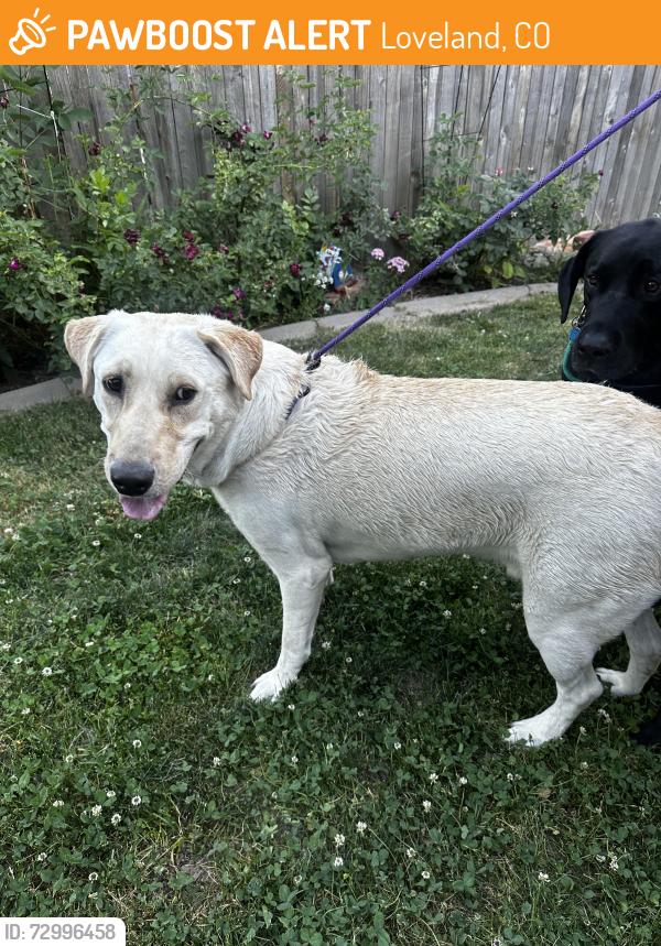 Found/Stray Male Dog last seen Wilson and w 8th, Loveland, CO 80537