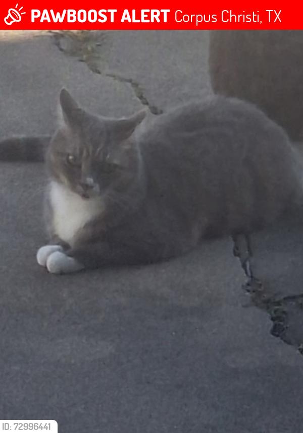 Lost Female Cat last seen Nile area of Pharaoh Valley Golf Course , Corpus Christi, TX 78412
