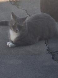 Lost Female Cat last seen Nile area of Pharaoh Valley Golf Course , Corpus Christi, TX 78412