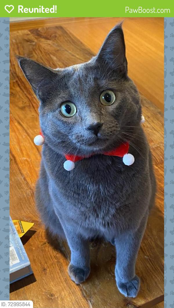 Reunited Male Cat last seen Carson Street and MacPherson, Burnaby, BC V5J 2Z4
