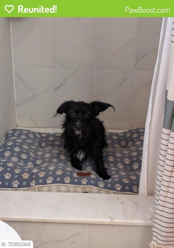 Reunited Unknown Dog last seen Clematis Ln near Bougainvillea in the Eastbrook neighborhood., Goldenrod, FL 32792