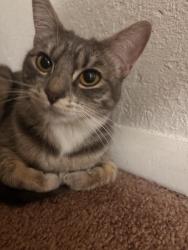 Reunited Female Cat last seen Near n liberty st , Boise, ID 83704