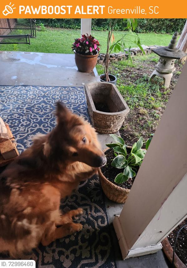 Found/Stray Male Dog last seen Dollar Tree, Greenville, SC 29605