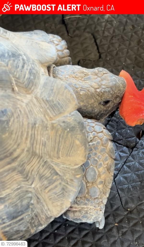 Lost Unknown Reptile last seen Near Johnson Rd, Oxnard, CA 93033