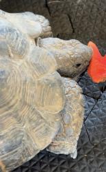 Lost Unknown Reptile last seen Near Johnson Rd, Oxnard, CA 93033
