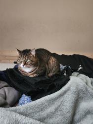 Lost Female Cat last seen Midlothian , Richmond, VA 23224