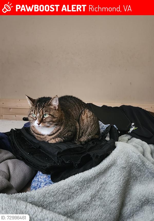 Lost Female Cat last seen Midlothian , Richmond, VA 23224