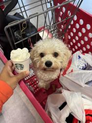 Lost Male Dog last seen 2208w 5th way , Hialeah, FL 33010