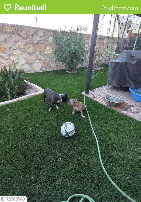 Reunited Male Dog last seen Catherine ter, Socorro, TX 79927