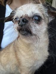 Reunited Male Dog last seen Ellice & Dominion, Winnipeg, MB R3G 2N9
