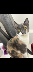 Lost Female Cat last seen Near S Rural Rd, Tempe, AZ 85282