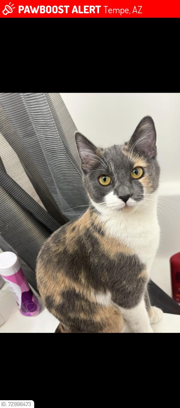 Lost Female Cat last seen Near S Rural Rd, Tempe, AZ 85282