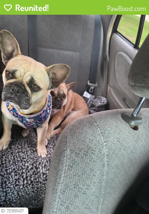 Reunited Female Dog last seen Hazard and Rockwood st , Los Angeles, CA 90026