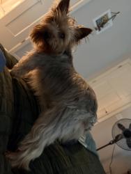 Reunited Female Dog last seen Near NW 177th Terrace, Edmond, OK 73012, USA, Edmond, OK 73012