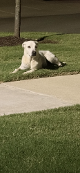 Found/Stray Unknown Dog last seen West park s, Augusta, GA 30909