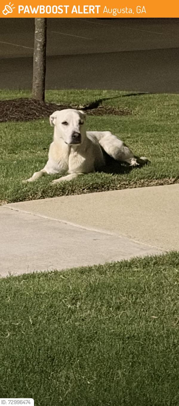 Found/Stray Unknown Dog last seen West park s, Augusta, GA 30909