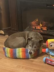 Lost Male Dog last seen Reed and herbert, Reedley, CA 93654