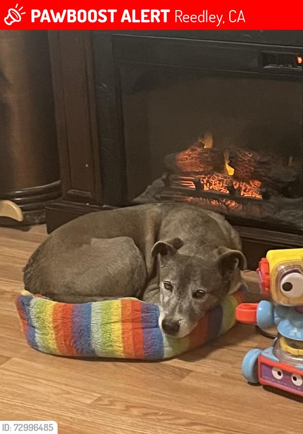 Lost Male Dog last seen Reed and herbert, Reedley, CA 93654