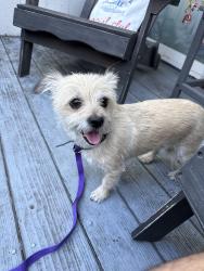Reunited Female Dog last seen Capitol and snell, San Jose, CA 95111