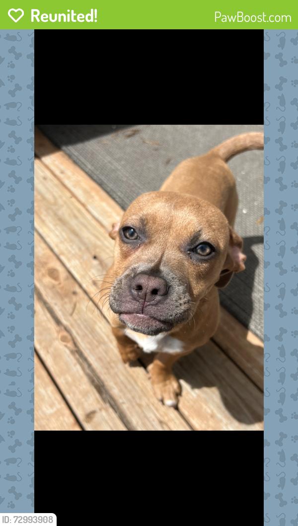 Reunited Female Dog last seen 1000E 11500 south, Sandy, UT 84094