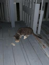 Found/Stray Female Cat last seen Near Seely ln Brooksville fl, Brooksville, FL 34613