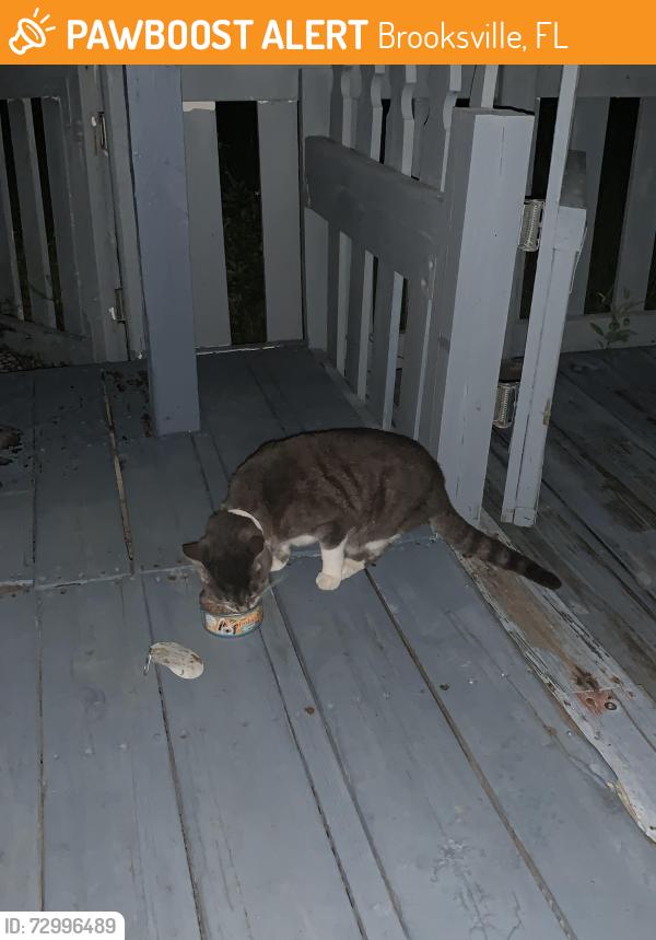 Found/Stray Female Cat last seen Near Seely ln Brooksville fl, Brooksville, FL 34613