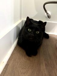 Found/Stray Unknown Cat last seen Mall of Georgia , Buford, GA 30515