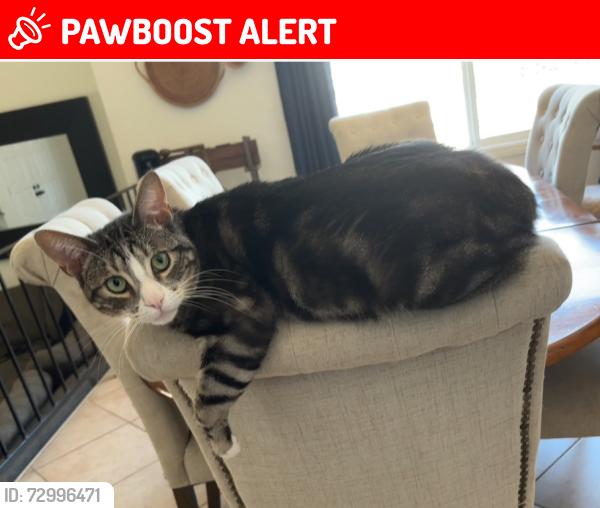 Lost Male Cat last seen Hillside & Saphire, Rancho Cucamonga, CA 91701