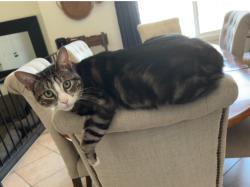 Lost Male Cat last seen Hillside & Saphire, Rancho Cucamonga, CA 91701