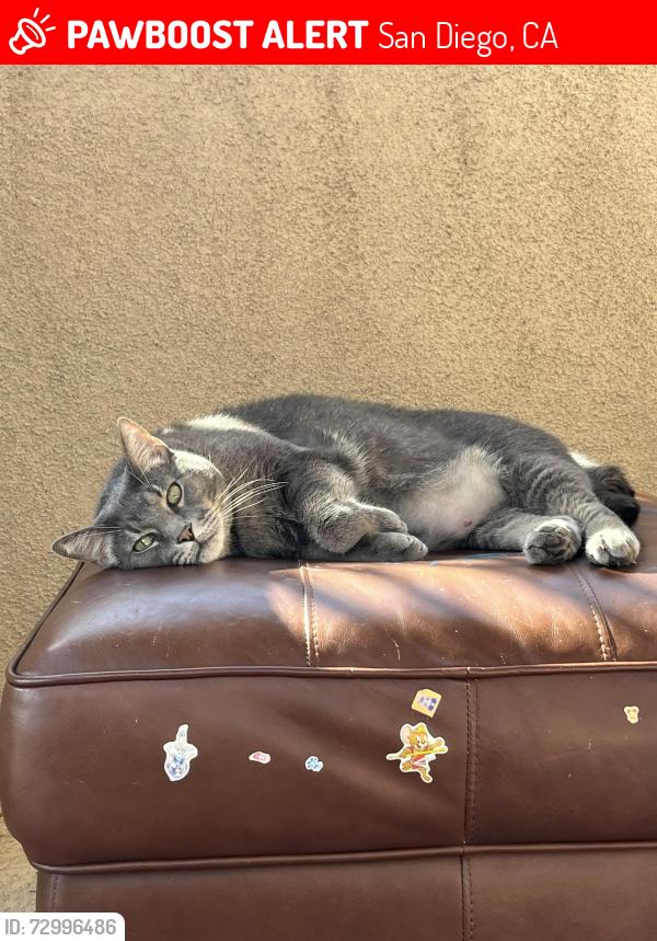 Lost Male Cat last seen Eagle Canyon Rd. 4S Ranch, San Diego, CA 92127