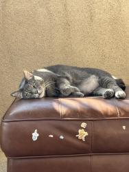 Lost Male Cat last seen Eagle Canyon Rd. 4S Ranch, San Diego, CA 92127