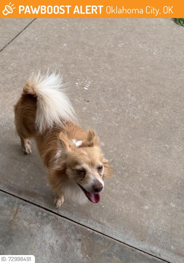 Found/Stray Unknown Dog last seen Old Glory Lane, Oklahoma City, OK 73135