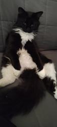 Lost Male Cat last seen Penn hills, Ritzland Road. , Penn Hills Township, PA 15235
