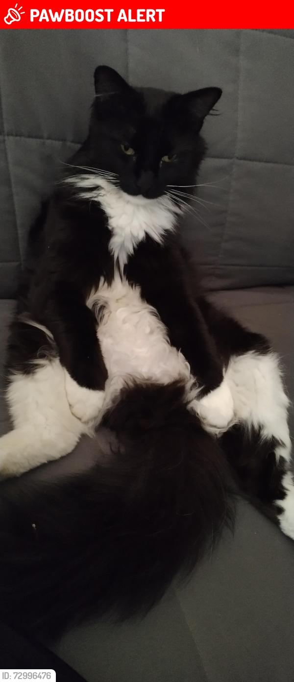 Lost Male Cat last seen Penn hills, Ritzland Road. , Penn Hills Township, PA 15235