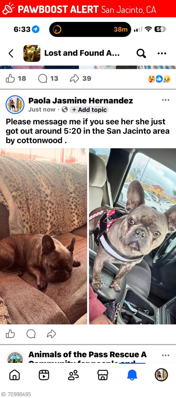 Lost Female Dog last seen State st San Jacinto , San Jacinto, CA 92582