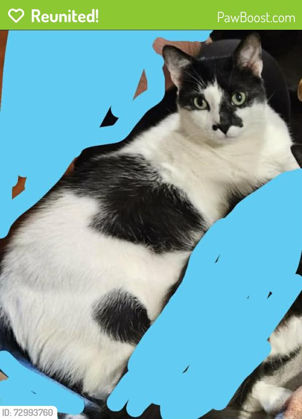 Reunited Male Cat last seen East broadway , Maryville, TN 37804