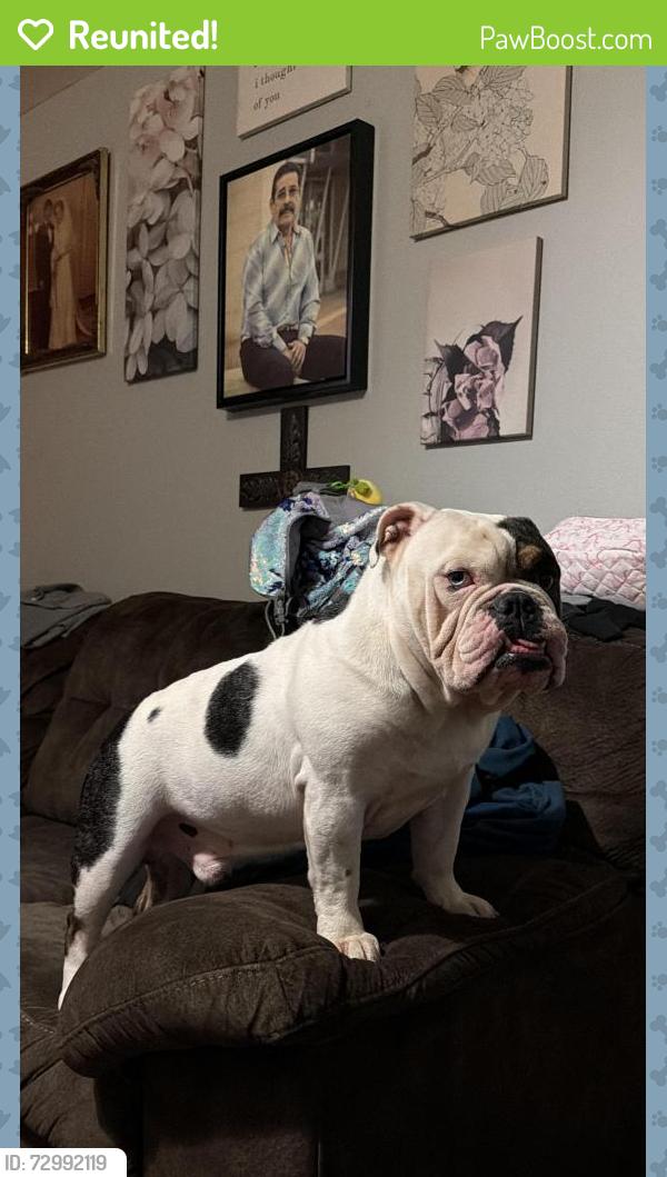 Reunited Male Dog last seen Bingle and 43rd area, Houston, TX 77092
