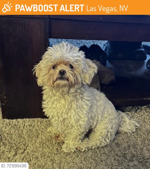 Found/Stray Female Dog last seen saylor way and carl ave, Las Vegas, NV 89108