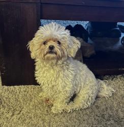 Found/Stray Female Dog last seen saylor way and carl ave, Las Vegas, NV 89108