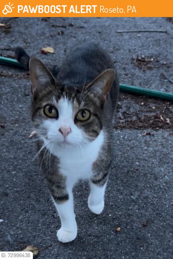 Found/Stray Unknown Cat last seen columbus street, roseto pa , Roseto, PA 18013