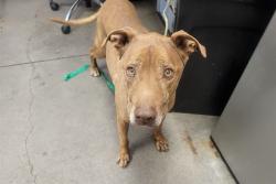 Shelter Stray Male Dog last seen , 4000 N Silverbell Rd, Tucson, AZ 85745, USA
