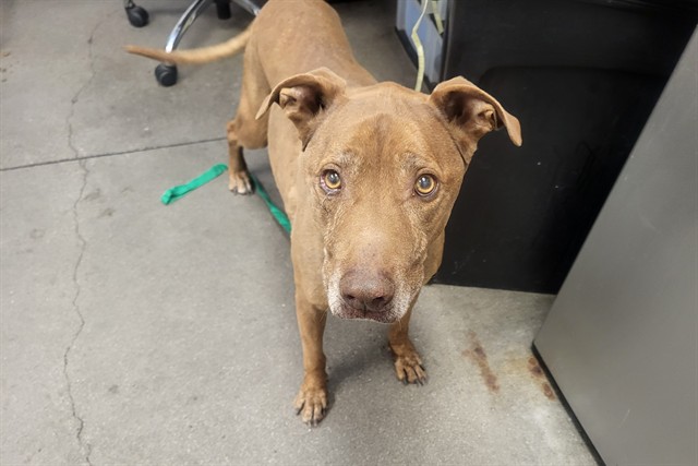 Shelter Stray Male Dog last seen , 4000 N Silverbell Rd, Tucson, AZ 85745, USA
