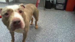 Shelter Stray Female Dog last seen CHARLOTTE, 8315 Byrum Dr, Charlotte, NC 28217, USA