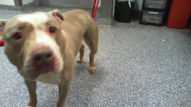 Shelter Stray Female Dog last seen CHARLOTTE, 8315 Byrum Dr, Charlotte, NC 28217, USA