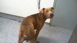 Shelter Stray Male Dog last seen CHARLOTTE, 8315 Byrum Dr, Charlotte, NC 28217, USA